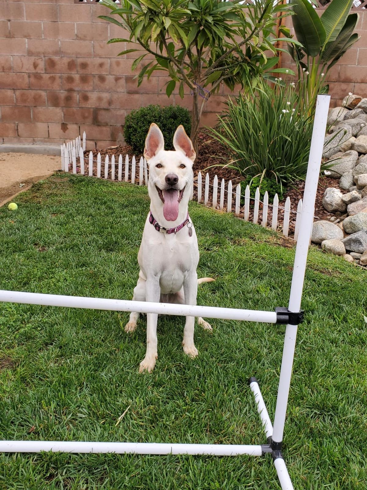 PawHut 4 Piece Dog Agility Training Equipment for Dog Agility Course, Adjustable Height Jump Bars, Included Carry Bag, Displacing Top Bar customer photo 2