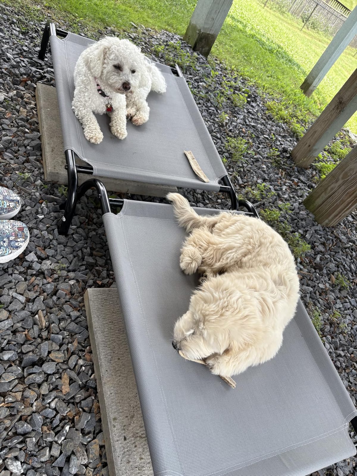 Amazon Basics Cooling Breathable Elevated Dog Bed with Metal Frame for Large Dogs, 51
