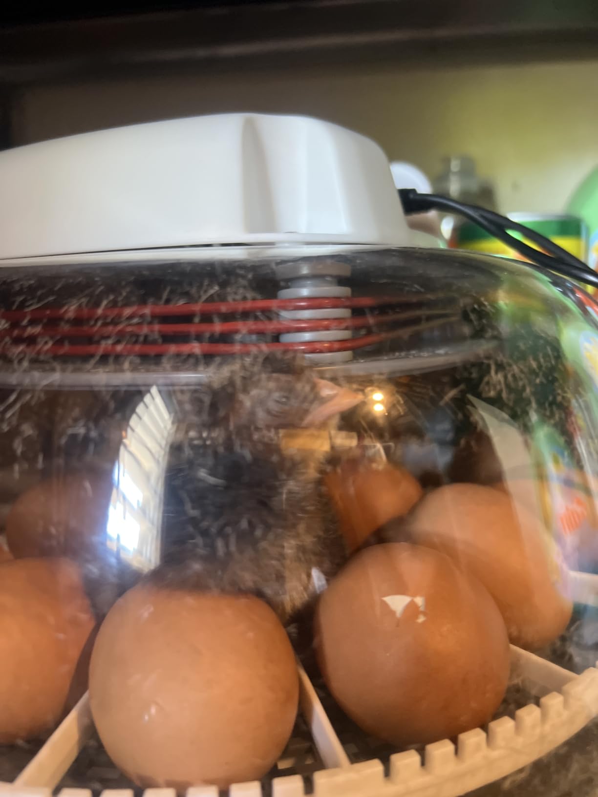 Harris Farms Nurture Right Egg Incubator for Hatching Chicks, Holds 12-22 Eggs, Automatic Turner with Temperature and Humidity Control, 360 Degree View with Clear Window, Incubator for Hatching Eggs customer photo 1