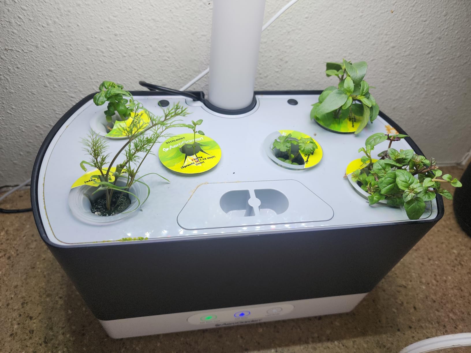 AeroGarden Harvest Indoor Garden Hydroponic System with LED Grow Light and Herb Kit, Holds up to 6 Pods, White customer photo 2