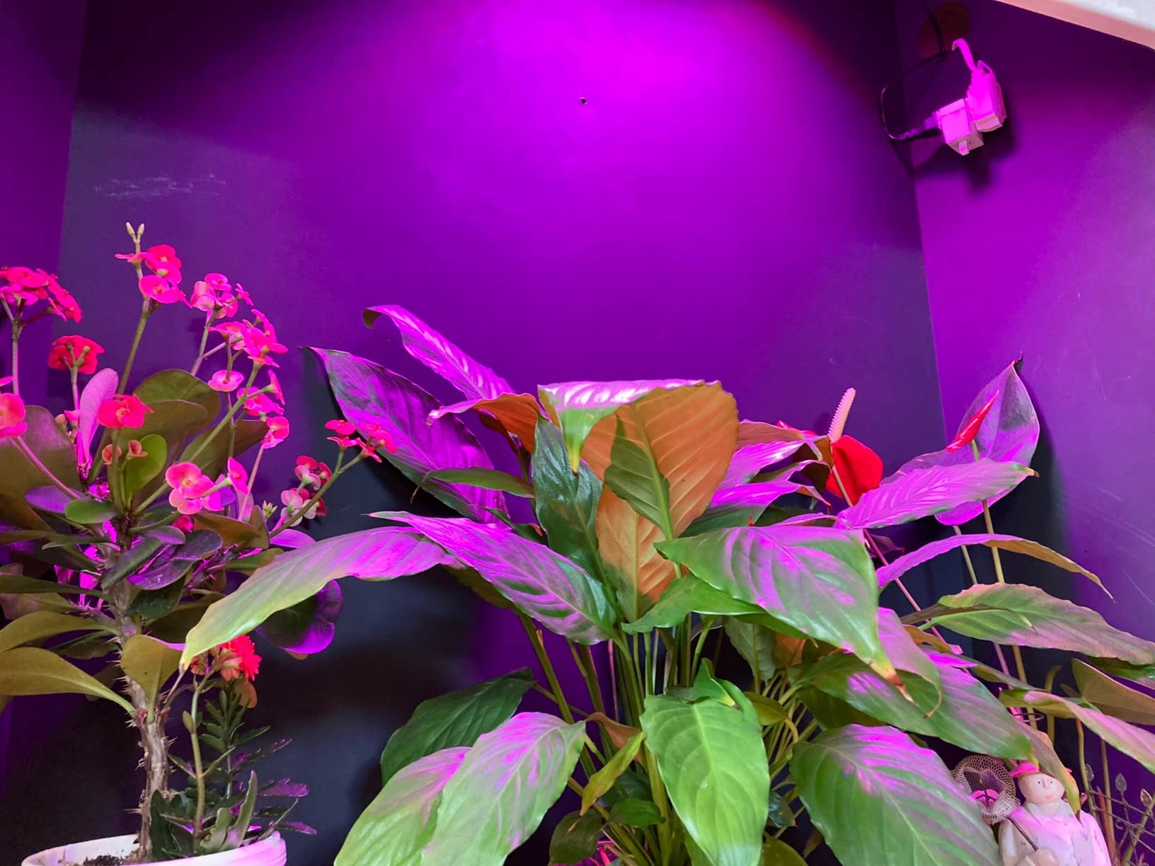 LED Grow Lights for Indoor Plants, Panel Plant Light Full Spectrum with IR & UV Bulbs for Seedlings, Micro Greens, Clones, Succulents (Size:9.9x9.9inches) customer photo 1