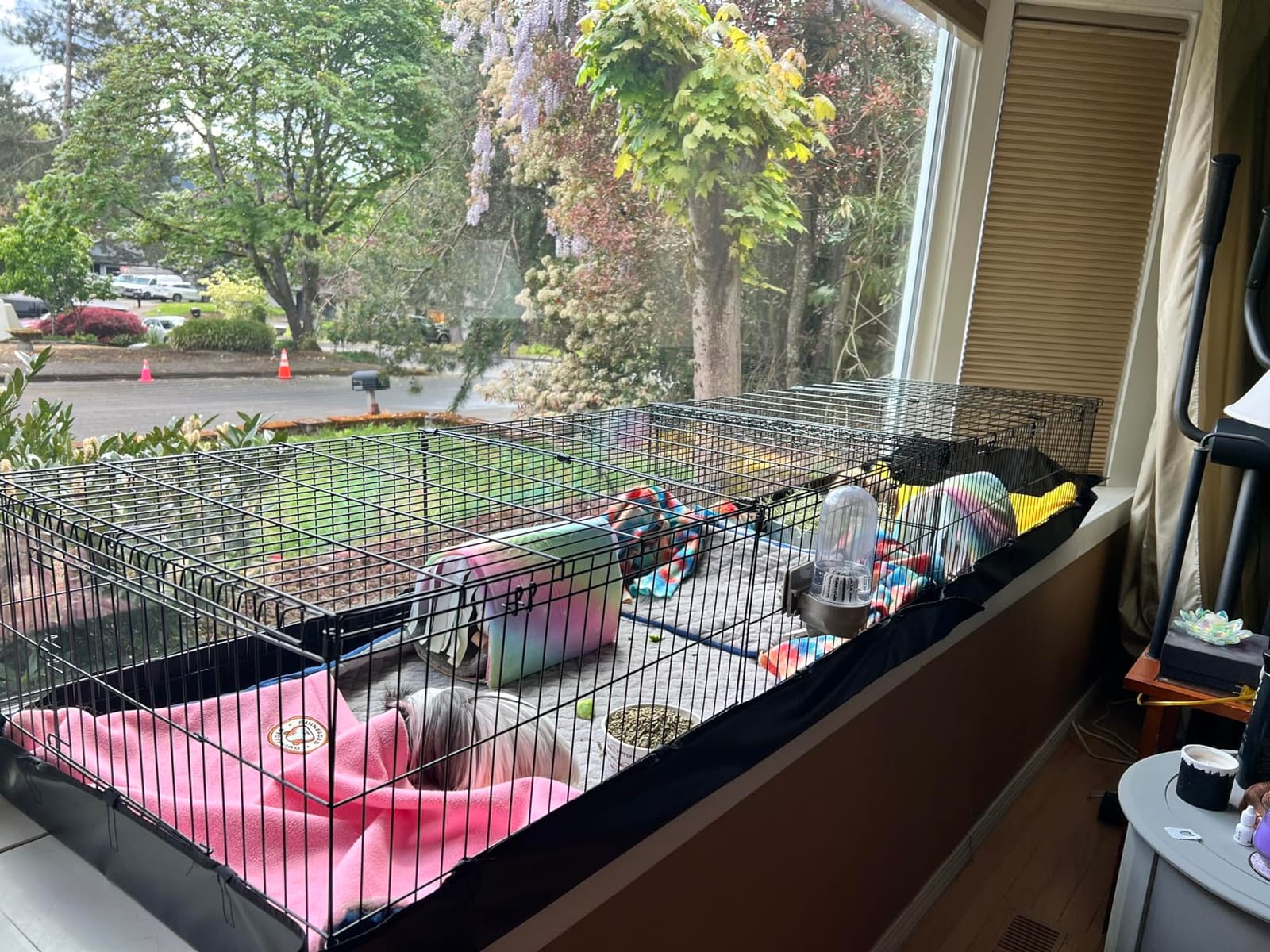 Amazon Basics Leakproof Canvas Bottom Guinea Pig Cage, Easy to Clean Small Animal Habitat with Divider Set, Indoor/Outdoor, Portable, No Tools Needed, 47.6