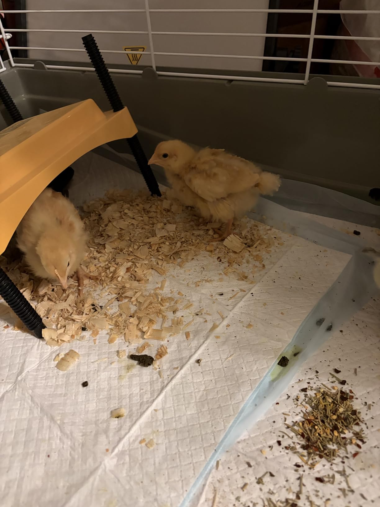 Brinsea Ecoglow Safety 600 Brooder Plate for up to 20 Chicks - Energy Efficient 12 Watt Heat Plate for Ducklings and Poultry - Adjustable Low Voltage Design customer photo 2