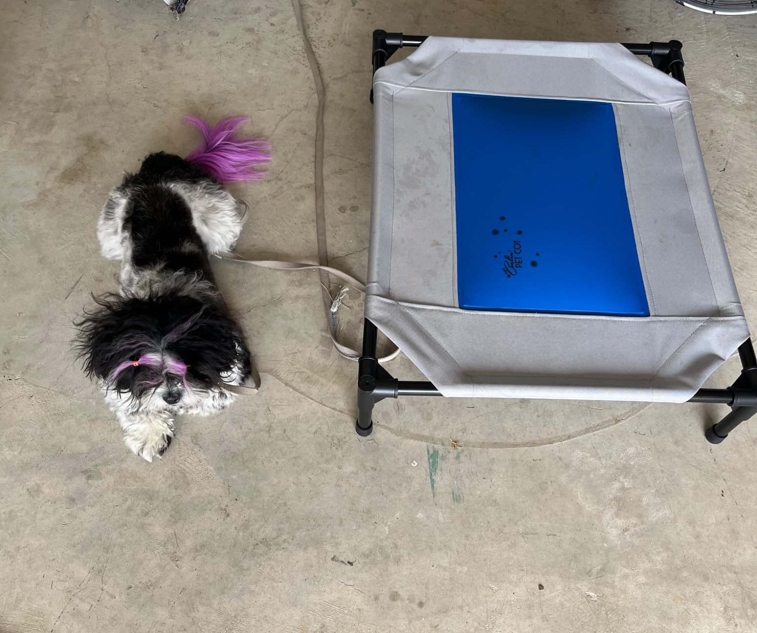 K&H Pet Products Coolin' Pet Cot, Outdoor Cooling Elevated Dog Cot for Large Dogs, Raised Bed with Cool-Core Center, Portable Pet Platform with Heavy-Duty Metal Frame - Large Gray/Blue customer photo 1