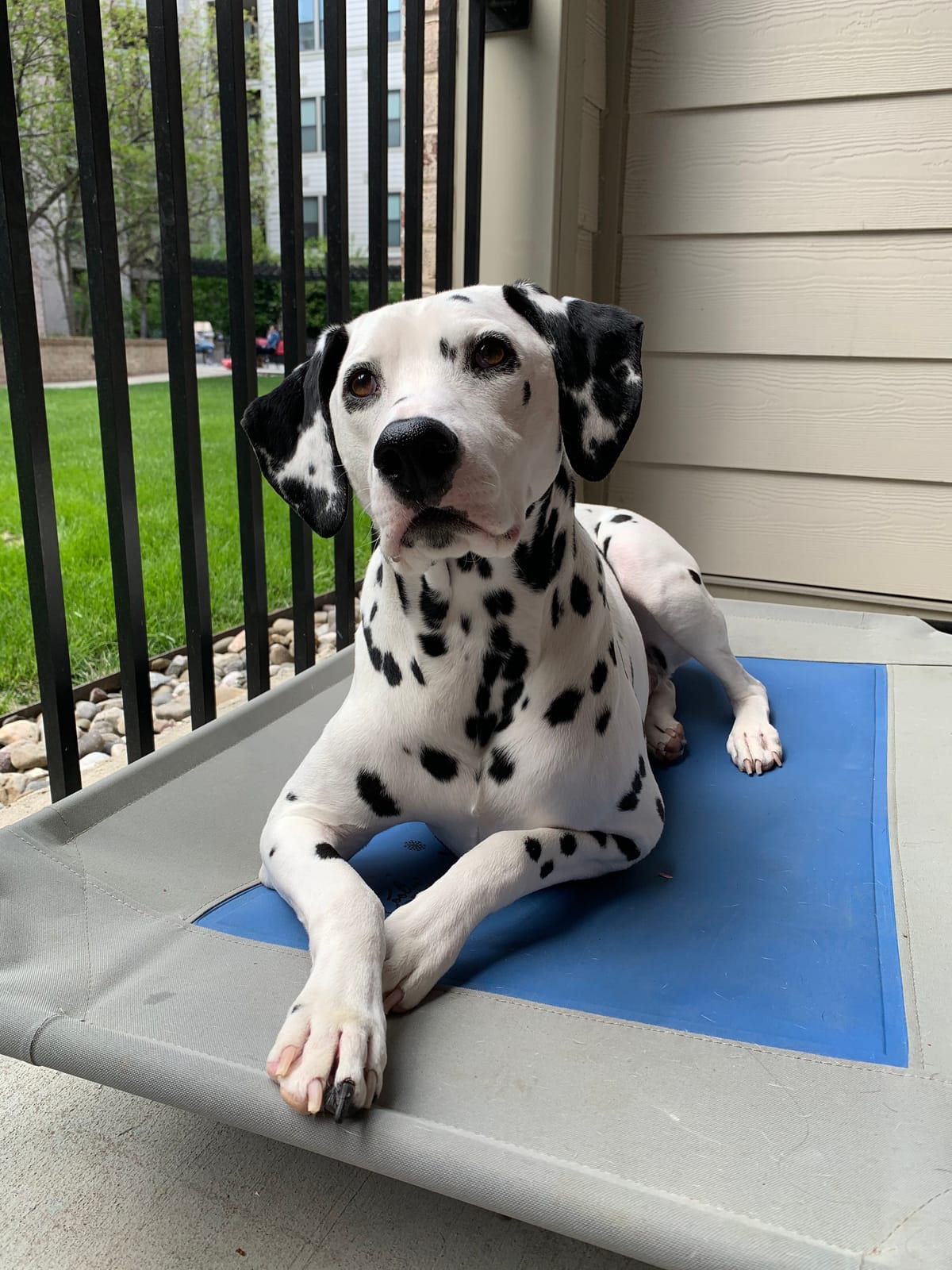 K&H Pet Products Coolin' Pet Cot, Outdoor Cooling Elevated Dog Cot for Large Dogs, Raised Bed with Cool-Core Center, Portable Pet Platform with Heavy-Duty Metal Frame - Large Gray/Blue customer photo 2