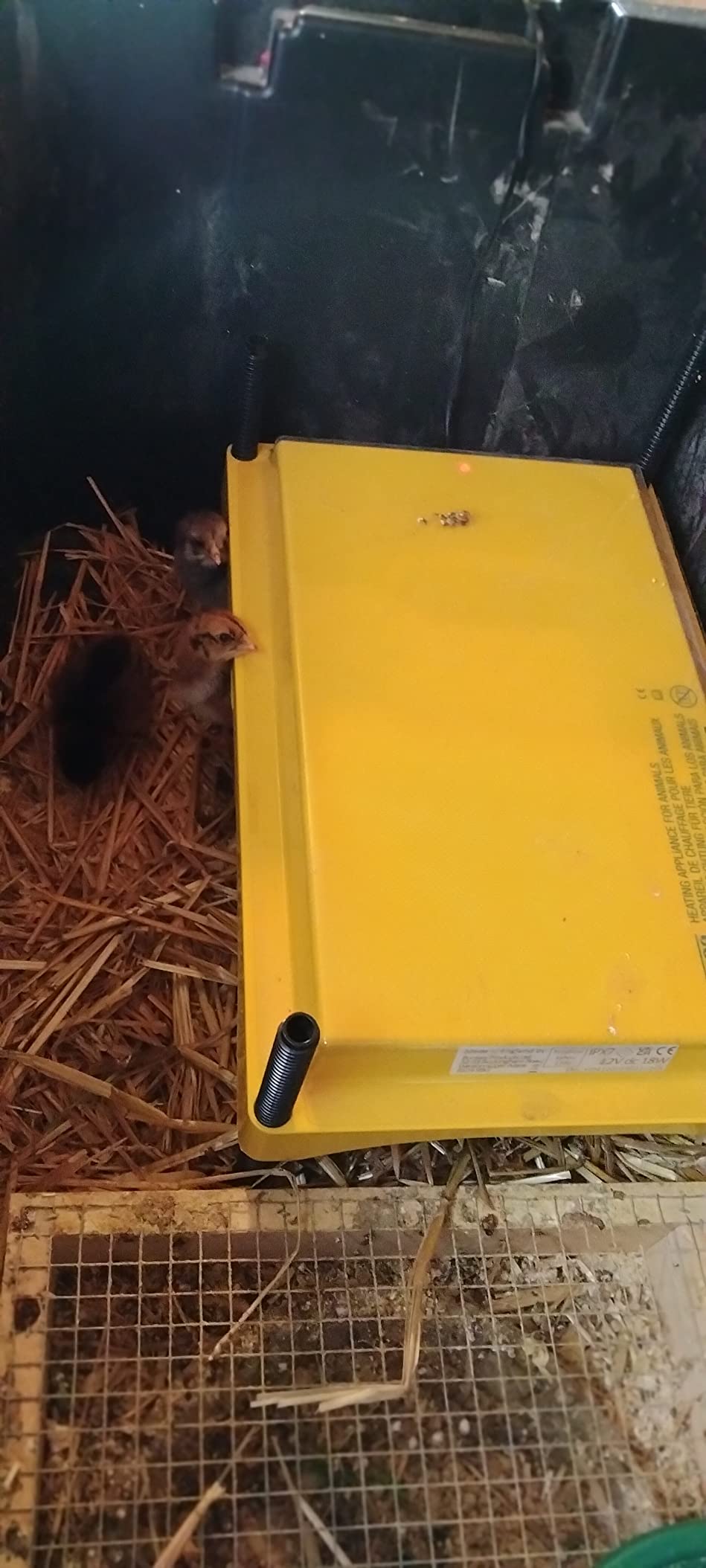 Brinsea Ecoglow Safety 1200 Chick or Duckling Brooder, Adjustable Height & Angle Brooder Plate, Ideal for Chicken Coops Poultry Heating with Safety Indicator, 18 Watts customer photo 1