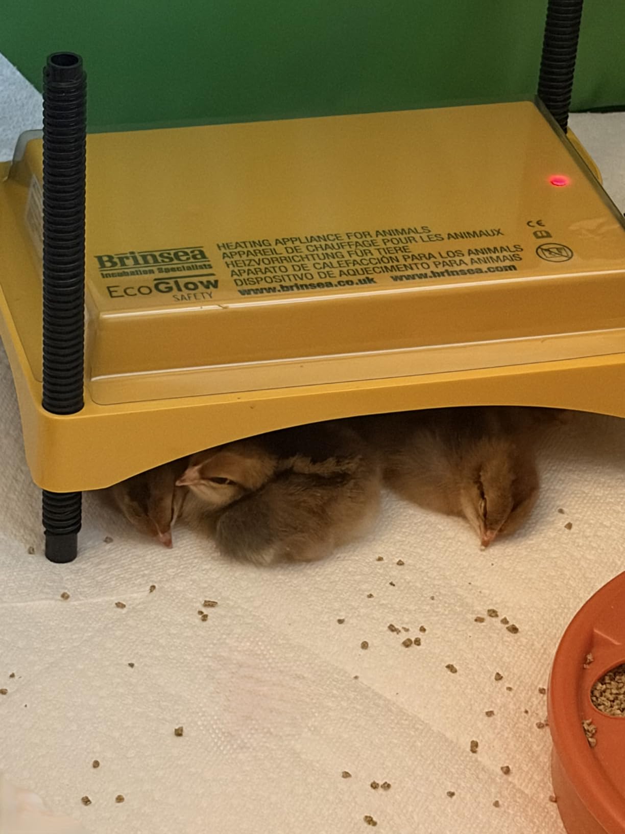 Brinsea Ecoglow Safety 1200 Chick or Duckling Brooder, Adjustable Height & Angle Brooder Plate, Ideal for Chicken Coops Poultry Heating with Safety Indicator, 18 Watts customer photo 2