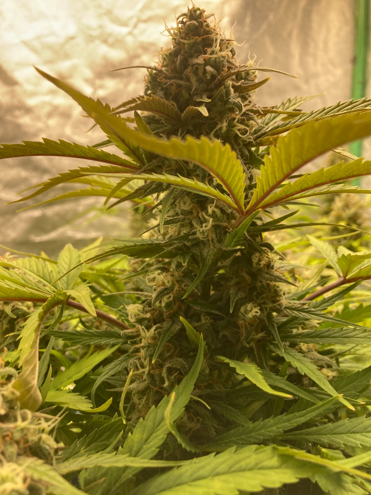 MARS HYDRO TS1000 150W LED Grow Light for Indoor Plants, with Patented Reflector, 5 Levels Dimmable Lights Daisy Chain Full Spectrum Growing Lamps for Seedlings Veg Bloom in 2x2/3x3 Grow Tent customer photo 1
