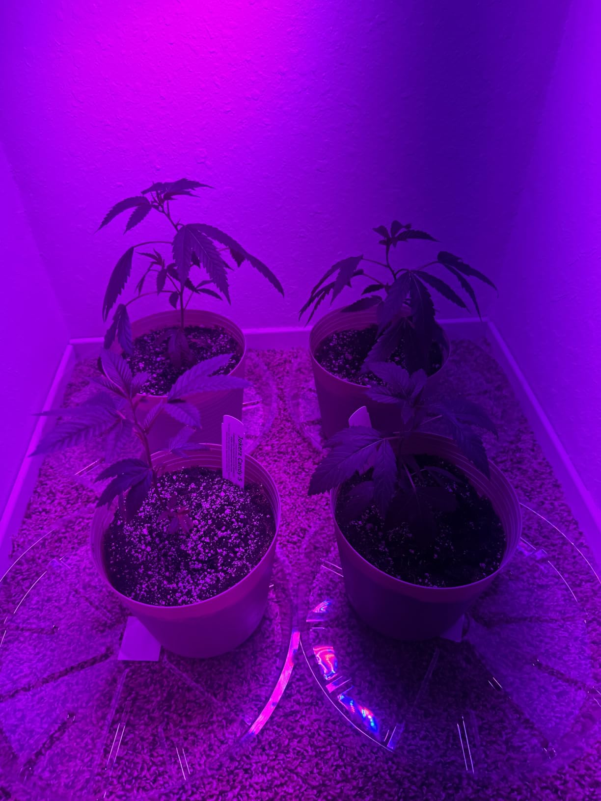 KOSCHEAL KS1200 130W LED Grow Light, 2.8 µmol/J Full Spectrum | Veg & Bloom Switches with 395nm/730nm. Daisy Chain up to 5 Units. Quiet Cooling. Ideal for 3x3/2x2 ft Grow Tents customer photo 1
