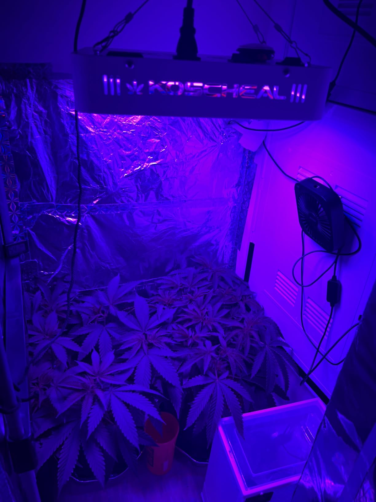 KOSCHEAL KS1200 130W LED Grow Light, 2.8 µmol/J Full Spectrum | Veg & Bloom Switches with 395nm/730nm. Daisy Chain up to 5 Units. Quiet Cooling. Ideal for 3x3/2x2 ft Grow Tents customer photo 2