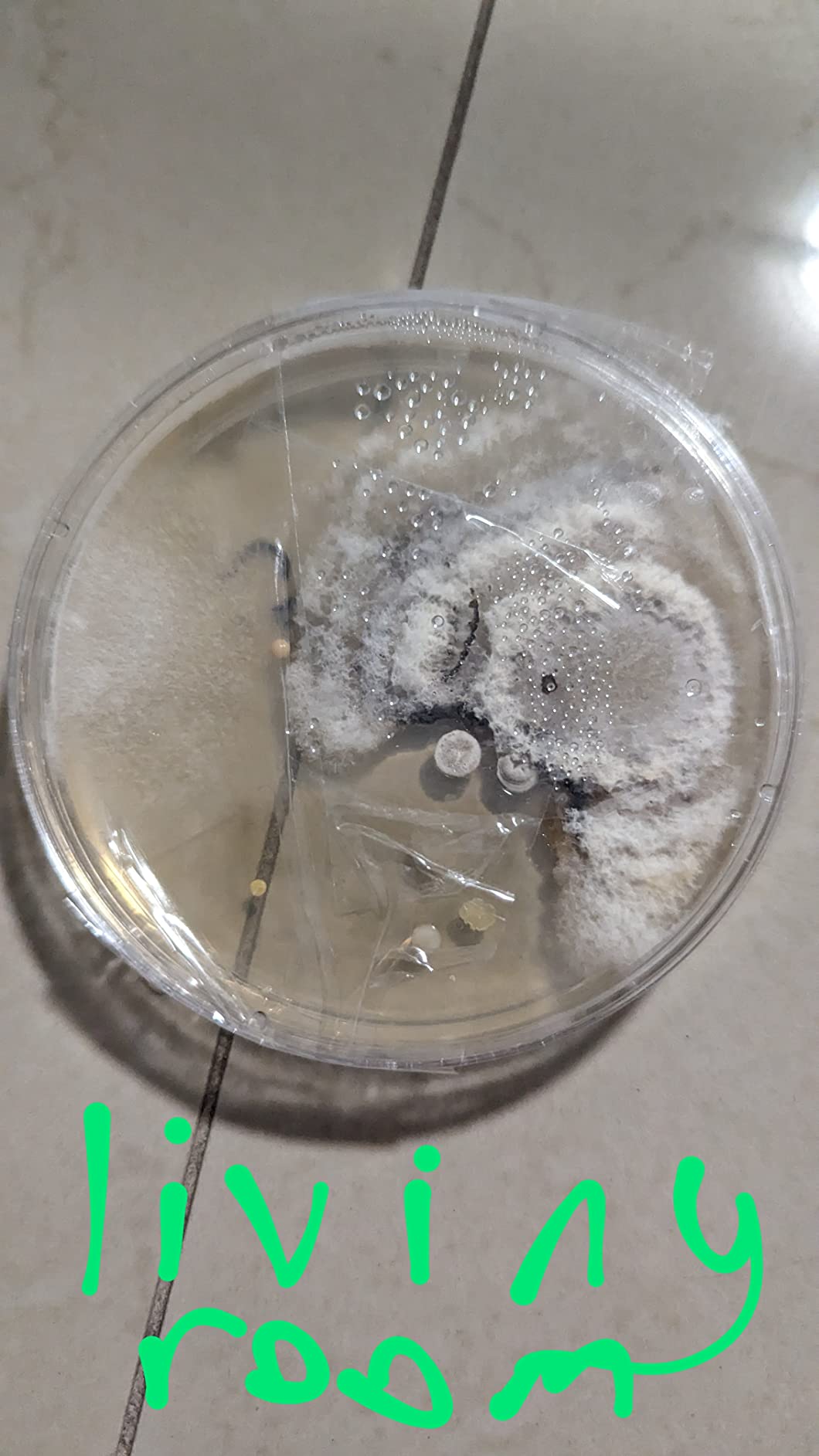 Evviva Sciences Mold Test Kit for Home - 10 Easy Detection Tests w/Optional Lab Analysis, Test HVAC System, Surfaces, & Indoor Air Quality Testing Kit customer photo 1