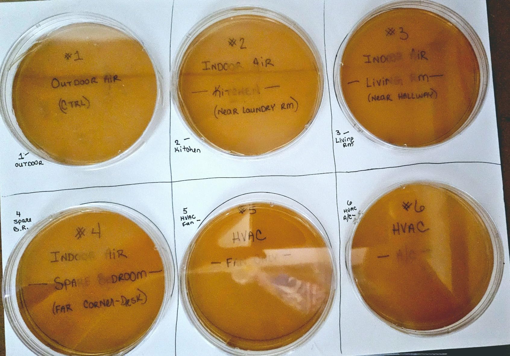 Evviva Sciences Mold Test Kit for Home - 10 Easy Detection Tests w/Optional Lab Analysis, Test HVAC System, Surfaces, & Indoor Air Quality Testing Kit customer photo 2