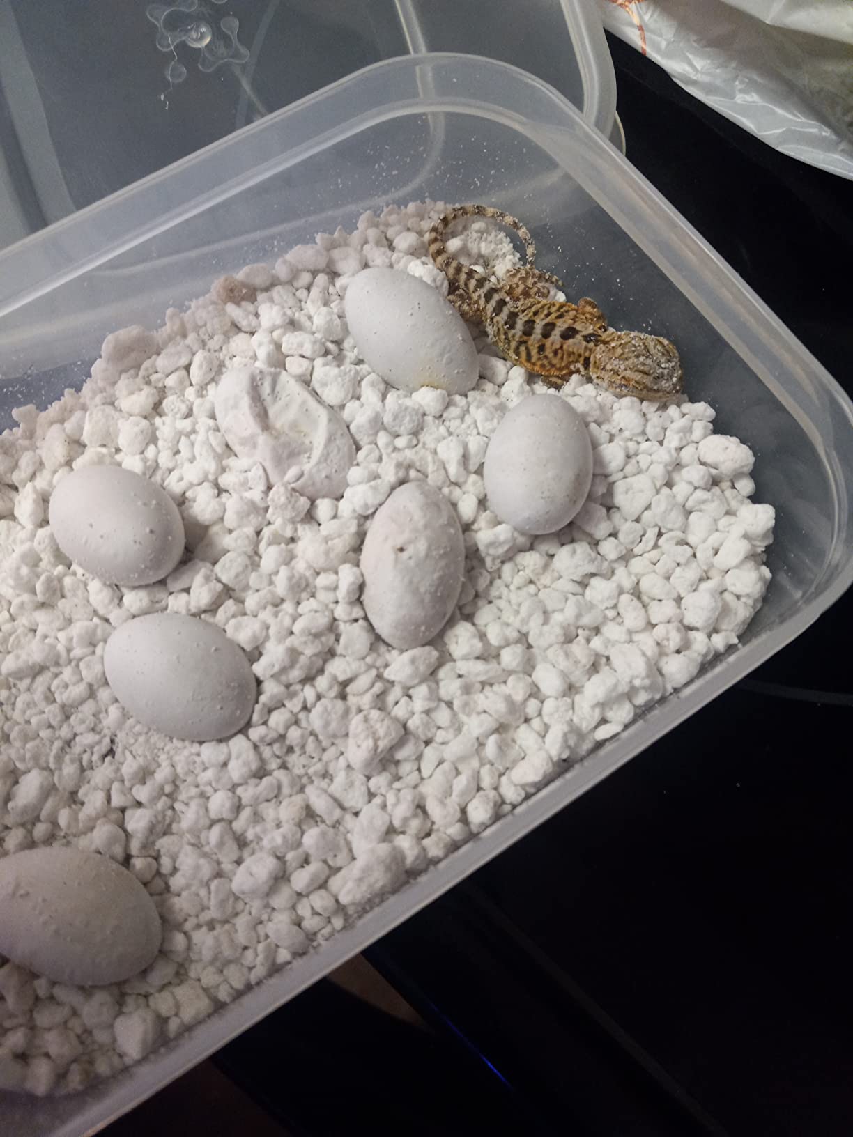 Happybuy Black Reptile Incubator 25L Digital Incubator for Small Reptiles with Cooling and Heating 5-42C customer photo 1