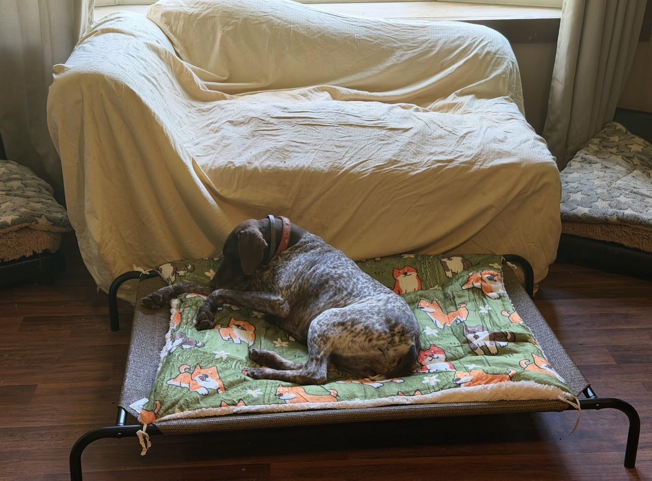 Coolaroo Original Elevated Dog Bed - Breathable Off-The-Ground Pet Bed with Cooling Fabric, Joint Relief & Moisture-Resistant Fabric, 100% Recyclable, Easy Clean, Gunmetal, Large customer photo 2