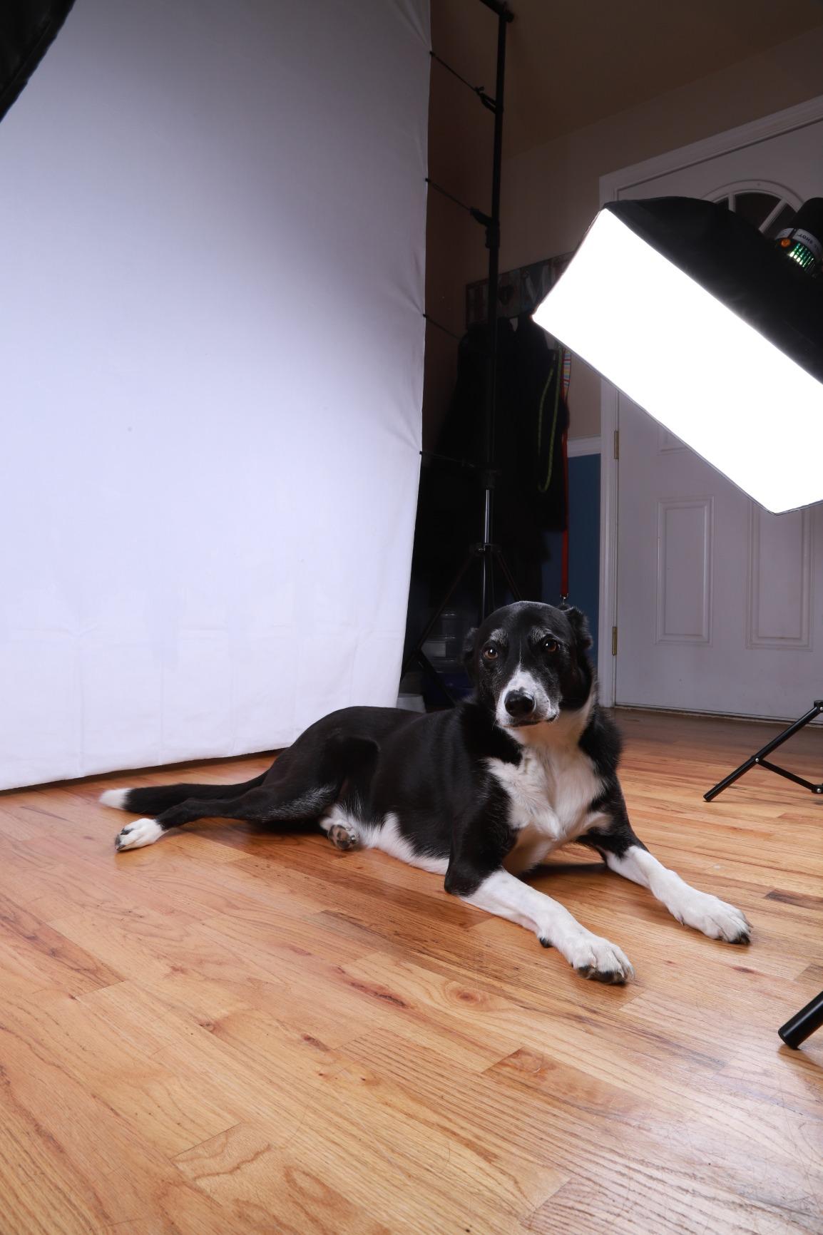 Kate 8ft x 10ft Black Photography Backdrop for Studio Portraits and Video, Solid Black Cloth For Portraits, Product Photos, Videos, Streaming, Interviews, Parties And Studio Shoots customer photo 2