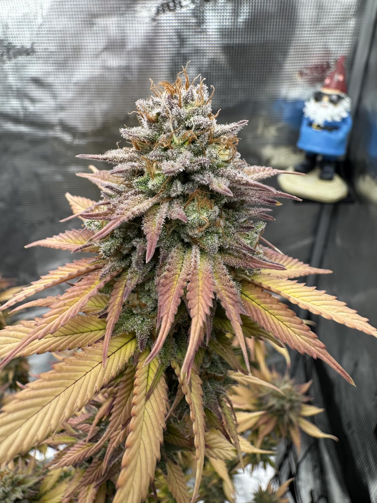 Spider Farmer 4.6x2.3 Grow Tent 55