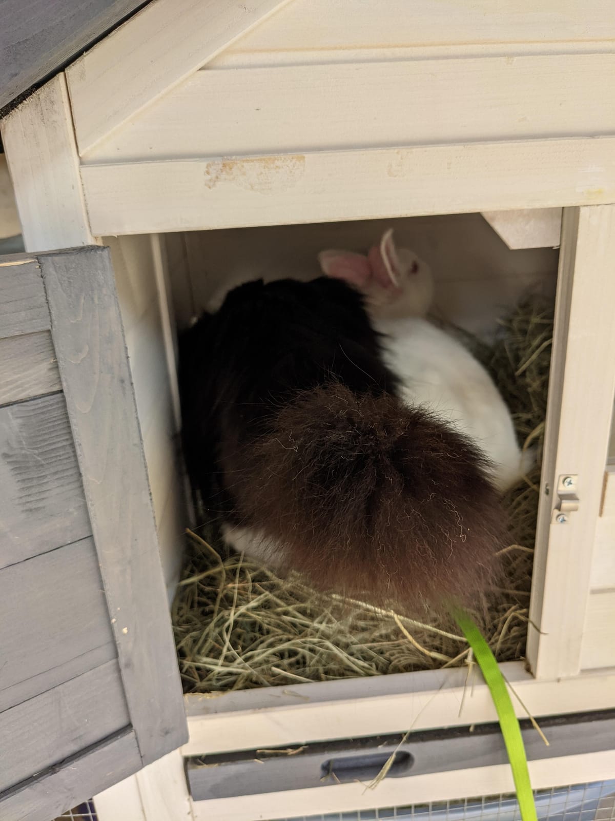 BIRASIL Wood Rabbit Hutch, Guinea Pig Cage with Pull Out Tray, 2 Levels Bunny House for Small Animals Outdoor Indoor (Gray, 48 Inch) customer photo 1