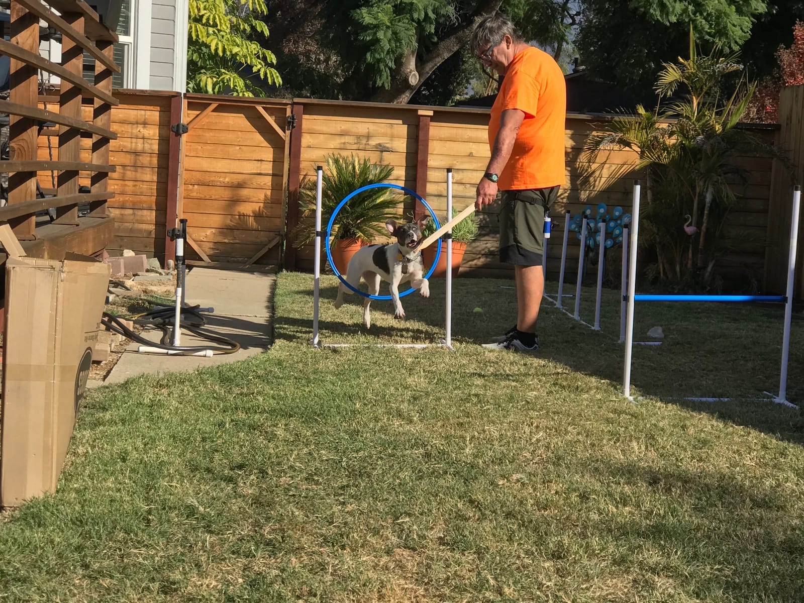 Complete Starter Agility Set for Dogs, 5 Piece - Agility Jump, Tire Jump, Weave Poles, 10' Tunnel with Sandbags, Pause Box customer photo 2