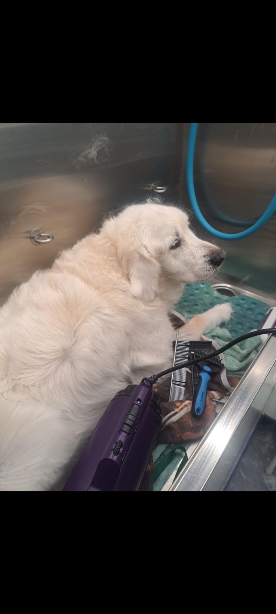 Dog Dryer High Velocity Pet Dog Grooming Force Hair Dryer/Blower | High velocity force blower dryer for professional dog pet grooming, purple sherbao SMD-06P customer photo 2