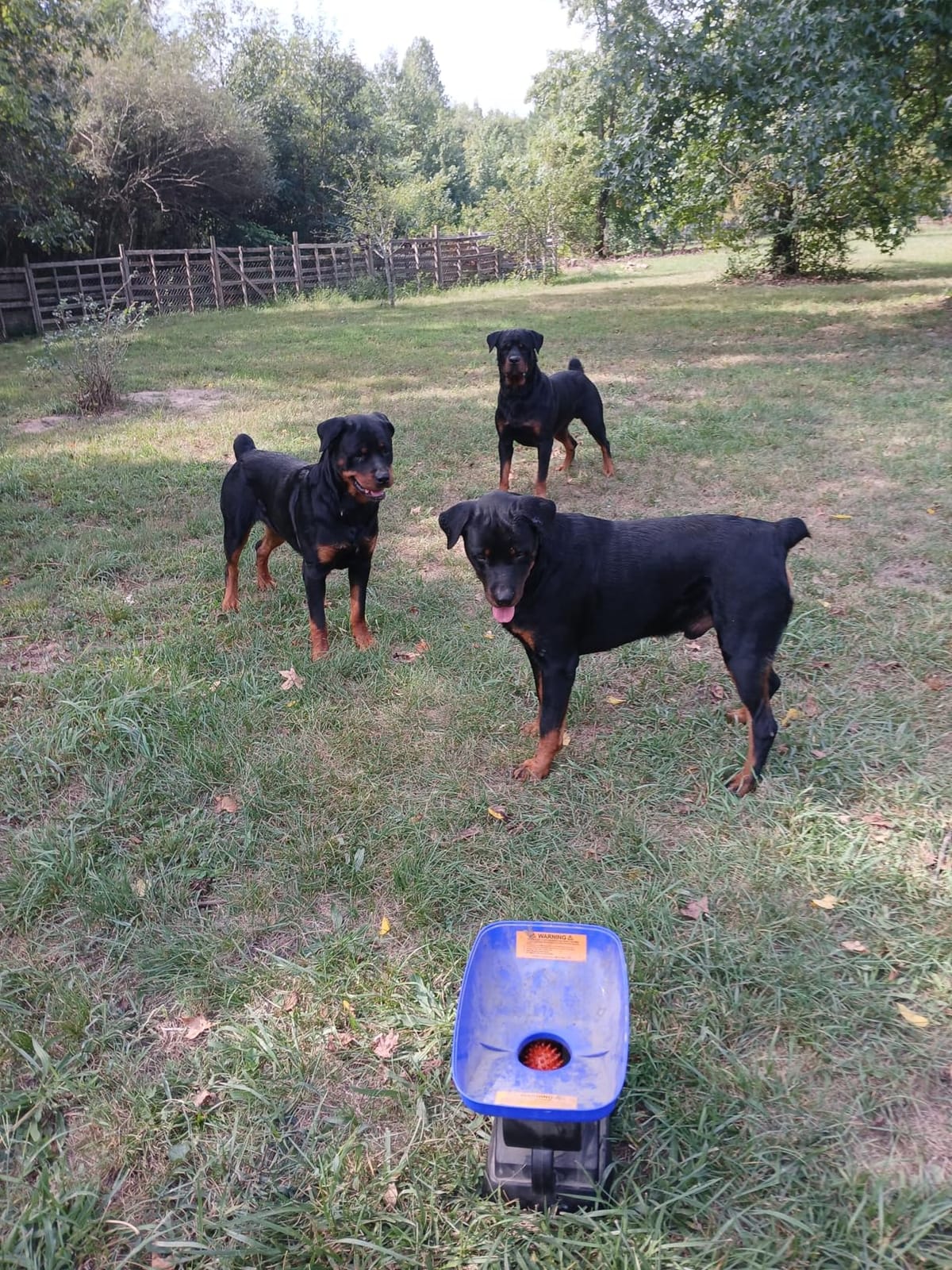 Franklin Sports Ready Set Fetch Automatic Tennis Ball Launcher - Black | Plug-In Power Adapter, No Batteries Required, Adjustable Throw Distance, Audible Safety Alert, Great For Large + Medium Dogs customer photo 1
