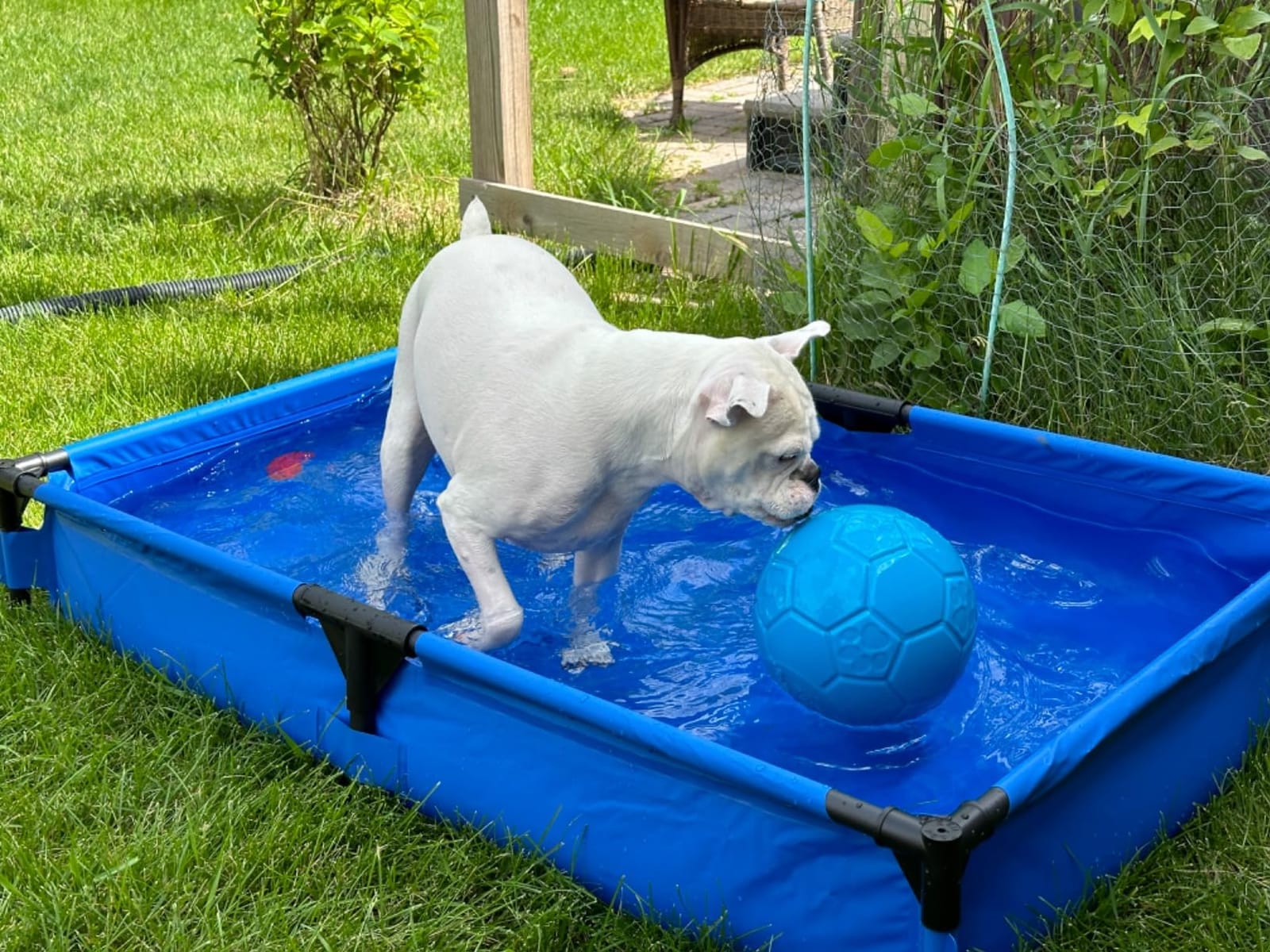 K&H Dog Pool, Portable Pet Bath, X-Large 50x32in, Chill Blue | Dog Pools for Large Dogs & Puppies, Splash Pad, Foldable Pool Design, Heavy Duty Liner with Metal Frame, Easy Drain Plug customer photo 1