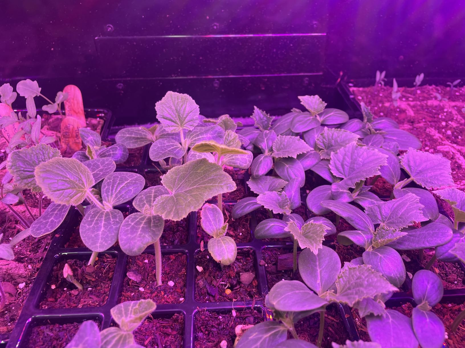 2 Pack LED Grow Light Panel 200W customer photo 1