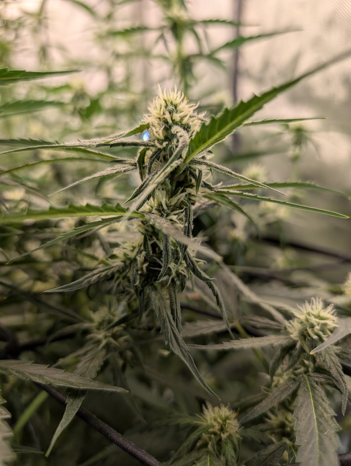 AC Infinity CLOUDLAB 894, Advance Grow Tent 8x4, 96
