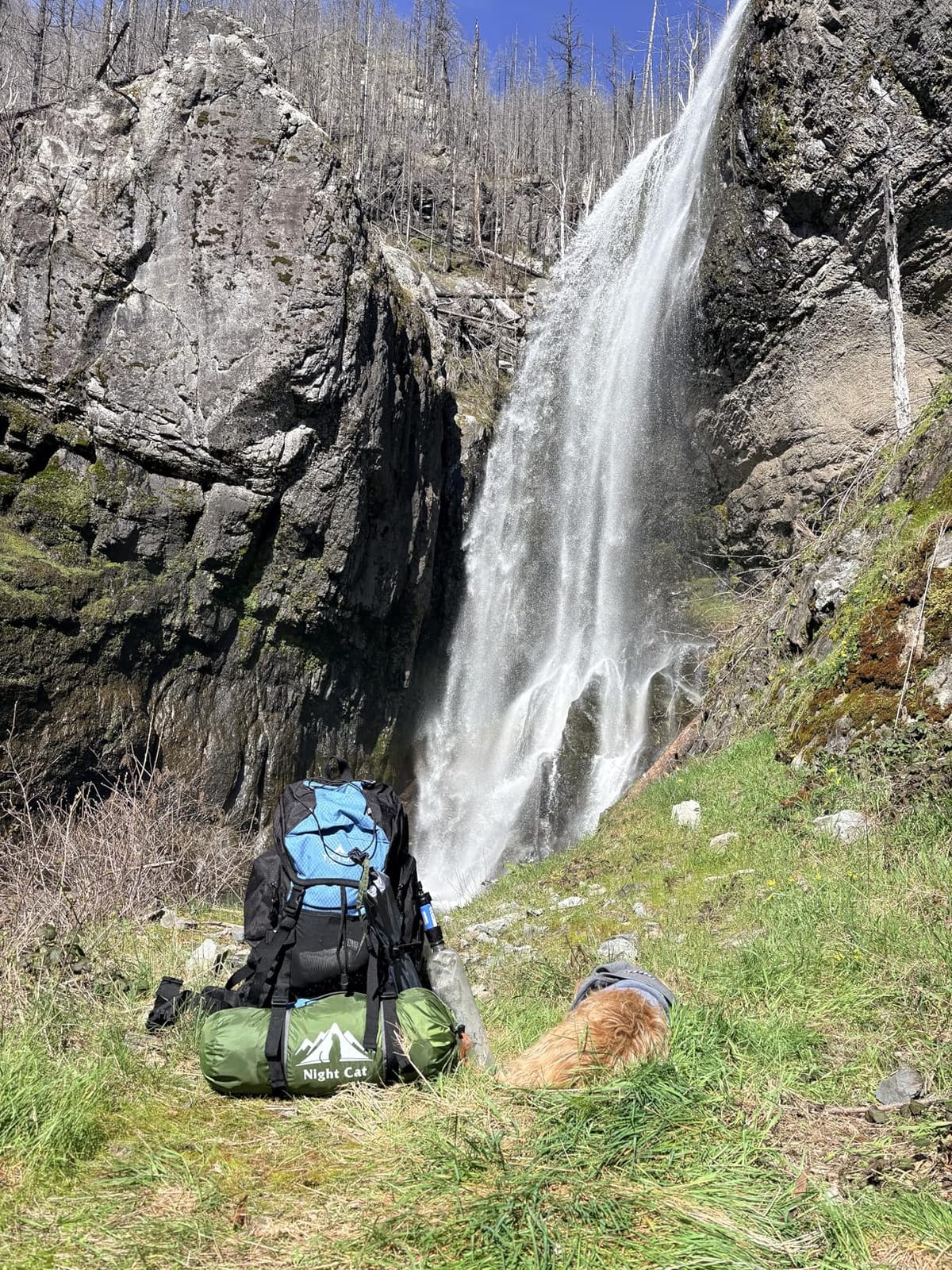 Teton 55L Scout Internal Frame Backpack for Hiking, Camping, Backpacking, Travel, Rain Cover Included, Olive customer photo 2
