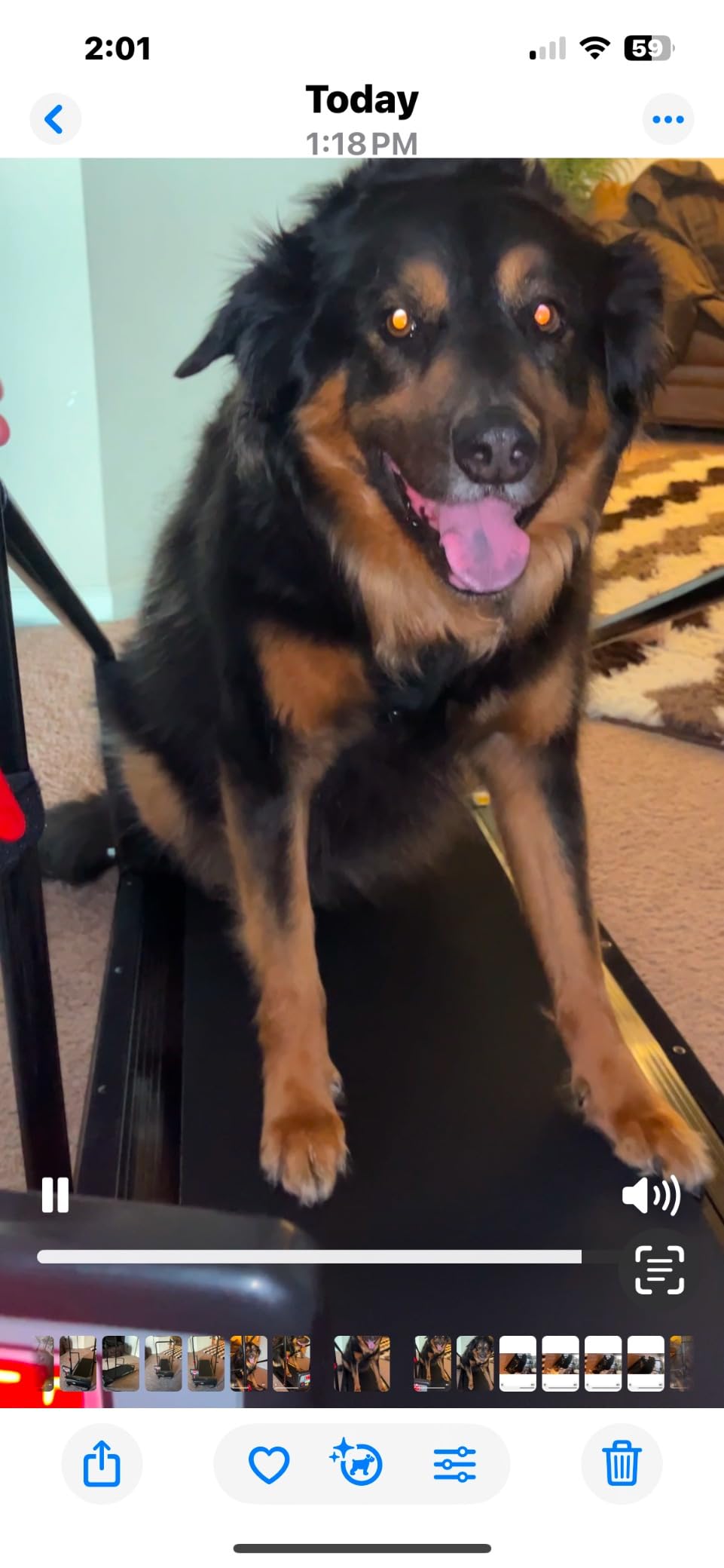 Lifepro PawRunner Dog Treadmill for Small & Medium Dogs, Remote Control | Indoor Dog Exercise Treadmill, Quiet Motor, Manual Incline, Safety Key, LCD Display for Small & Medium Dogs up to 130 lb customer photo 2