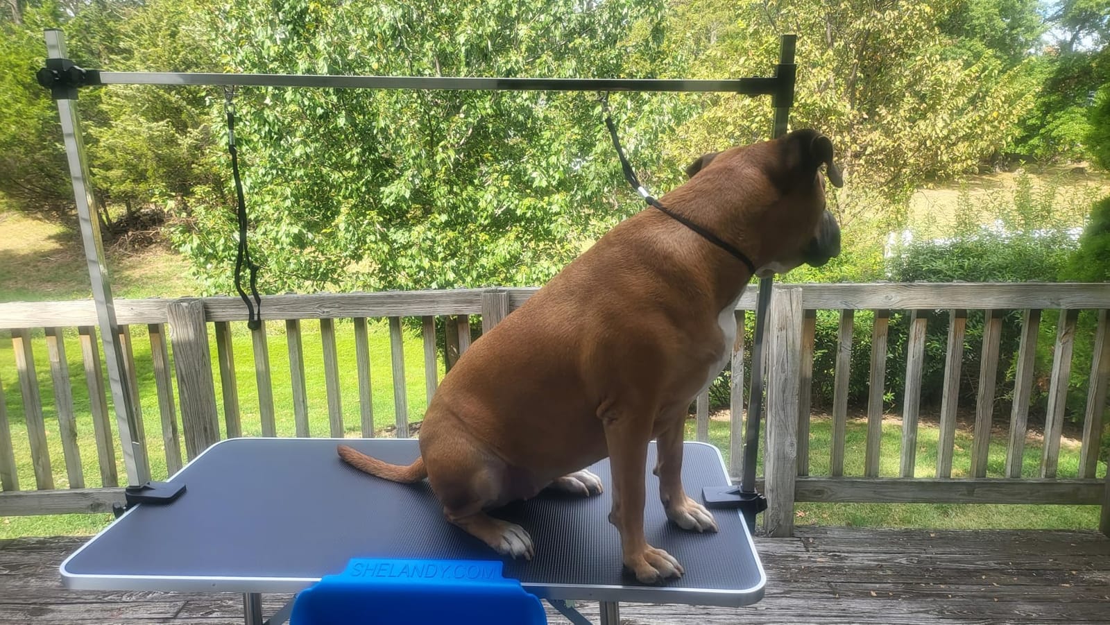 Lyromix 46''Large Dog Grooming Table, Adjustable Cat Drying Desktop with Arms, Nooses, Mesh Tray, Foldable Pet Station at Home, Maximum Capacity Up to 330Lb, 46inch, Black customer photo 2