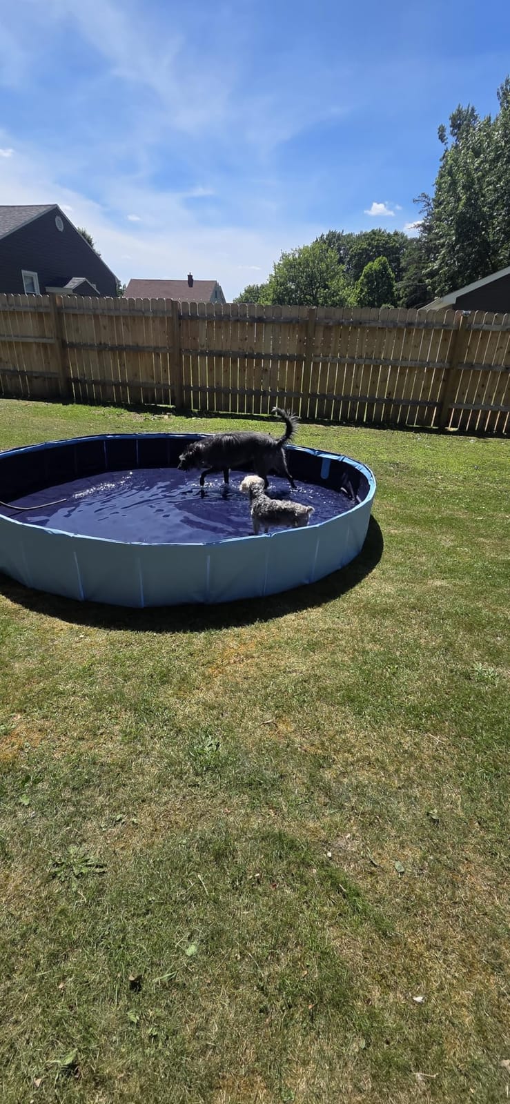 VISTOP Extra Large Foldable Dog Pool XXL, Hard Plastic Shell Portable Swimming Pool for Dogs Cats and Kids Pet Puppy Bathing Tub Collapsible Kiddie Pool (67inch.D x 11.8inch.H, Blue) customer photo 1