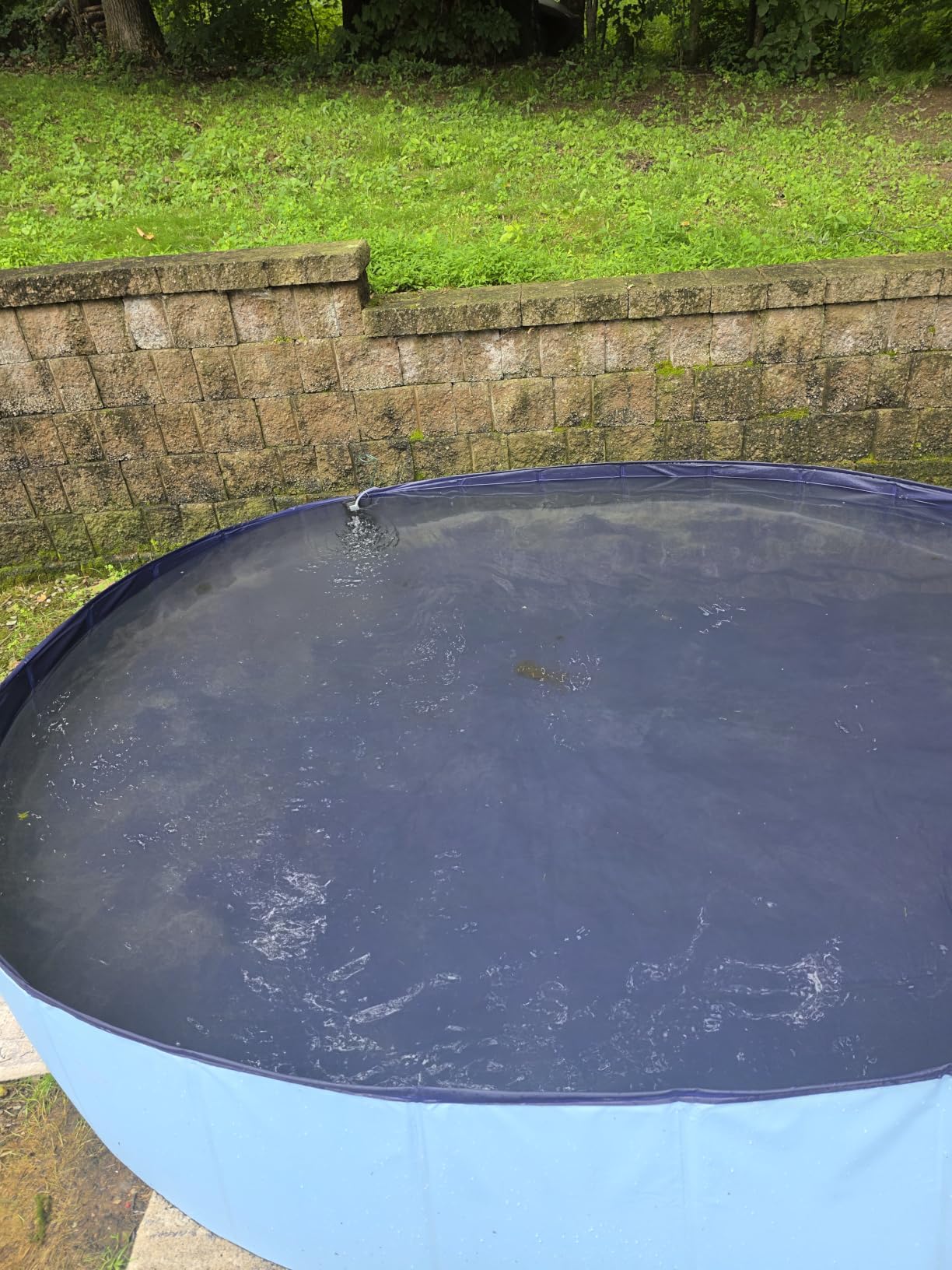 VISTOP Extra Large Foldable Dog Pool XXL, Hard Plastic Shell Portable Swimming Pool for Dogs Cats and Kids Pet Puppy Bathing Tub Collapsible Kiddie Pool (67inch.D x 11.8inch.H, Blue) customer photo 2