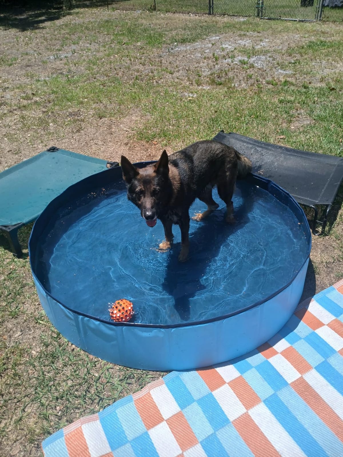 Jecoo Dog Pool for Large Dogs Kiddie Pool Hard Plastic Foldable Dog Bathing Tub Portable Outside Kids Swimming for Pets and Dogs Outdoor Backyard customer photo 1