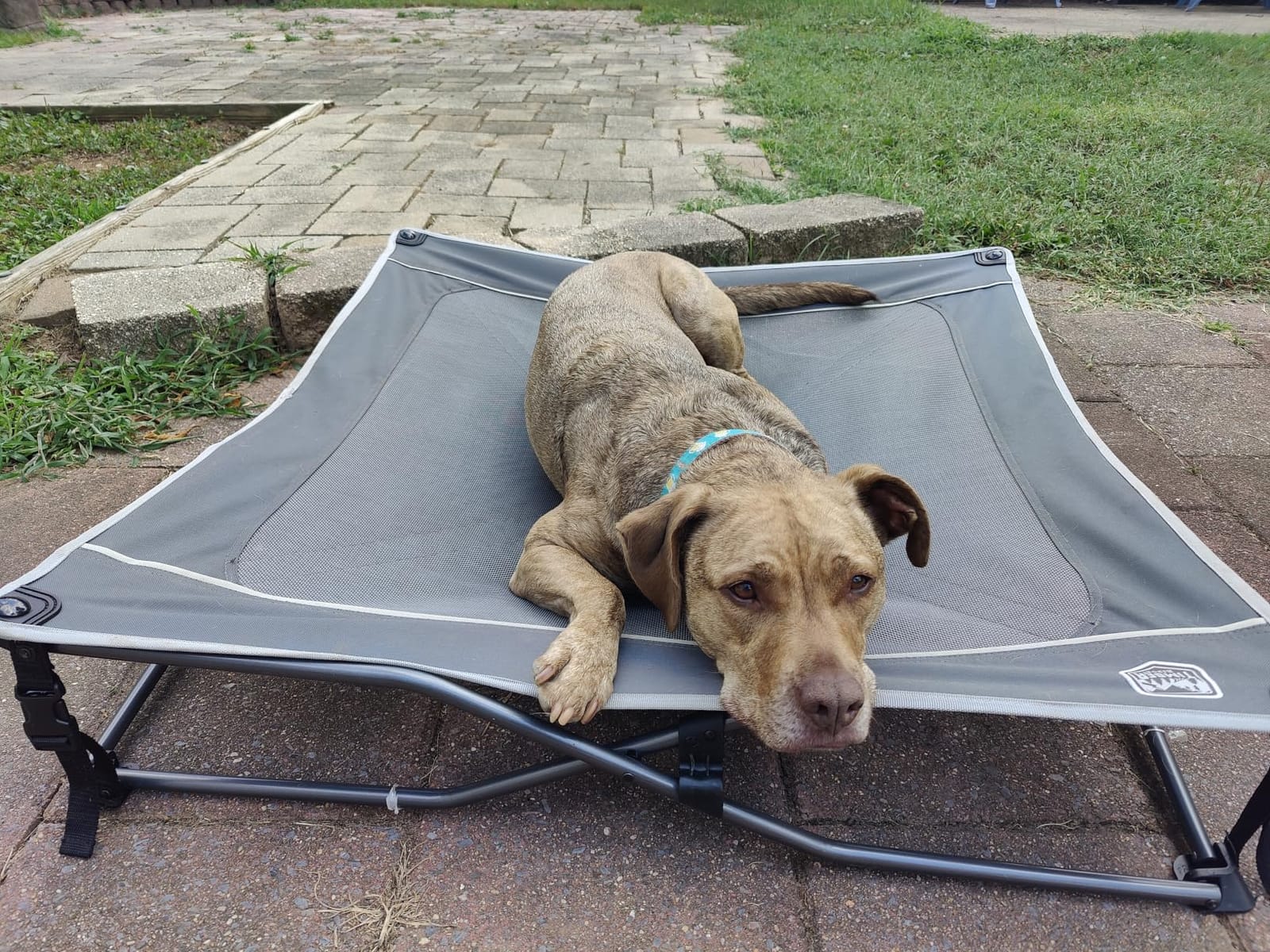 TIMBER RIDGE Outdoor Dog Bed, Cooling Elevated Pet Bed Portable Raised Dog Bed with Breathable Mesh, Dog Bed Foldable Dog Cot for Indoor & Outside, Grey customer photo 1