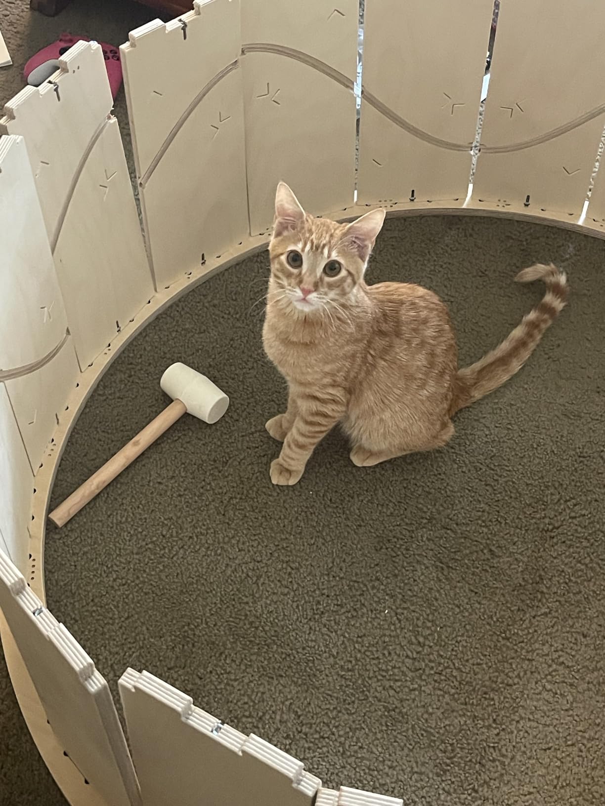 Star Cat Wheel, Cat Treadmill, Exercise Wheel for Running, Spinning, Scratching, and Climbing for Indoor Cats, Premium Birch Wood, Eco-Friendly, Moving Fish, Wide Running Track, 41.7 inch L Size customer photo 1