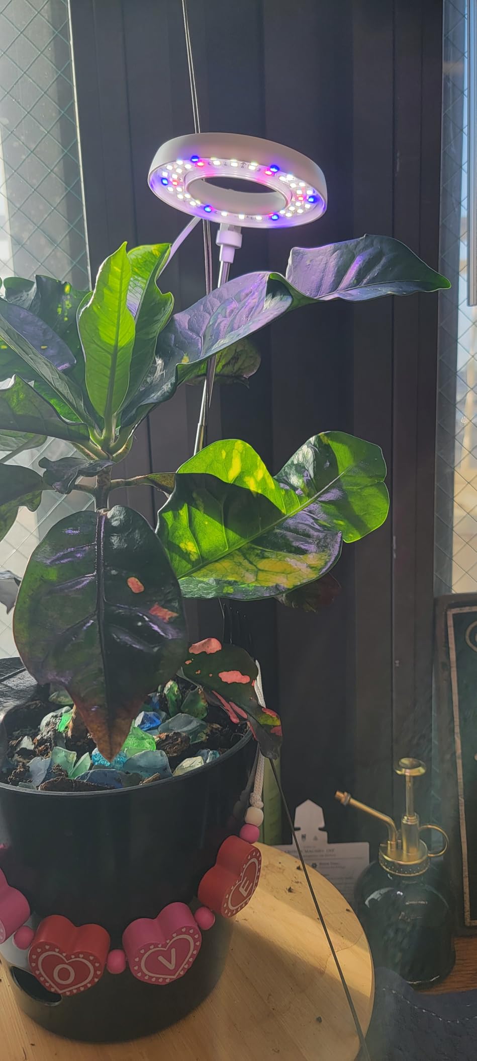 GYTF Halo Plant Grow Light, 6000K White LED Full Spectrum Growing Lamp for Indoor Plants, Succulents, Mini Bonsai, Small Plants, Height Adjustable, Dimmable & Timer 4/8/12/18Hrs customer photo 1