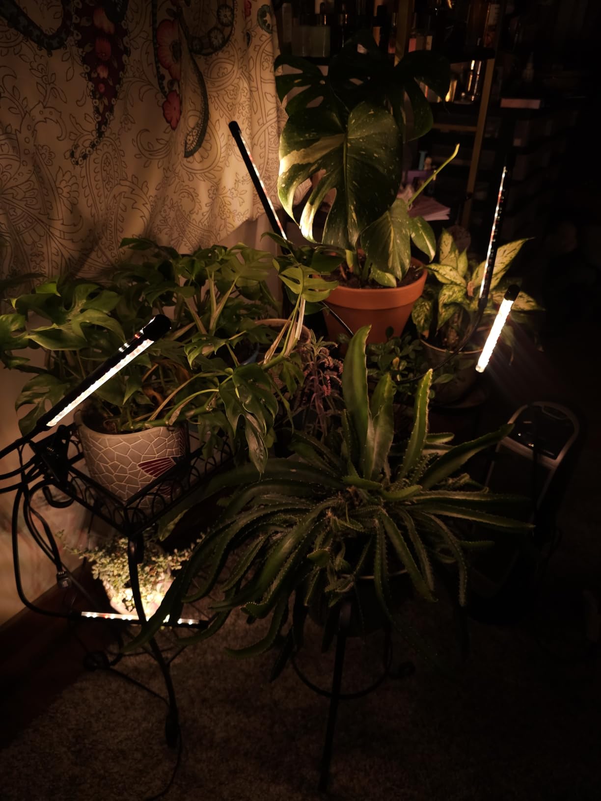 Grow Lights for Indoor Plants, Full Spectrum Tri-Head Clip Plant Lights | 240 LEDs Clamp Grow Lamp for Plants Growing, 3 Spectra, Auto ON & Off, 3/9/12H Timer, 10 Brightness, Flexible Gooseneck, 2 Pack customer photo 1