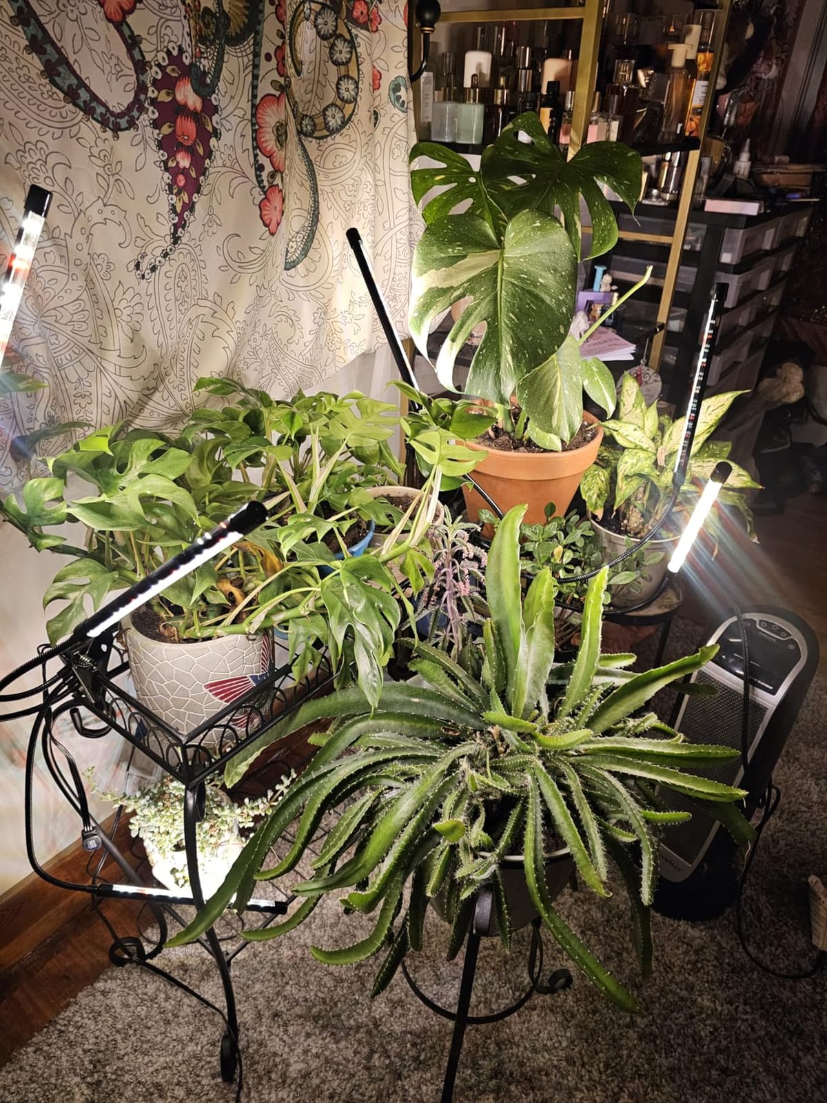 Grow Lights for Indoor Plants, Full Spectrum Tri-Head Clip Plant Lights | 240 LEDs Clamp Grow Lamp for Plants Growing, 3 Spectra, Auto ON & Off, 3/9/12H Timer, 10 Brightness, Flexible Gooseneck, 2 Pack customer photo 2