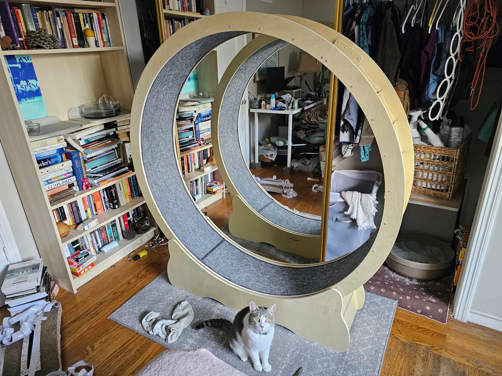 Homegroove Cat Exercise Wheel for Indoor Cats, 46
