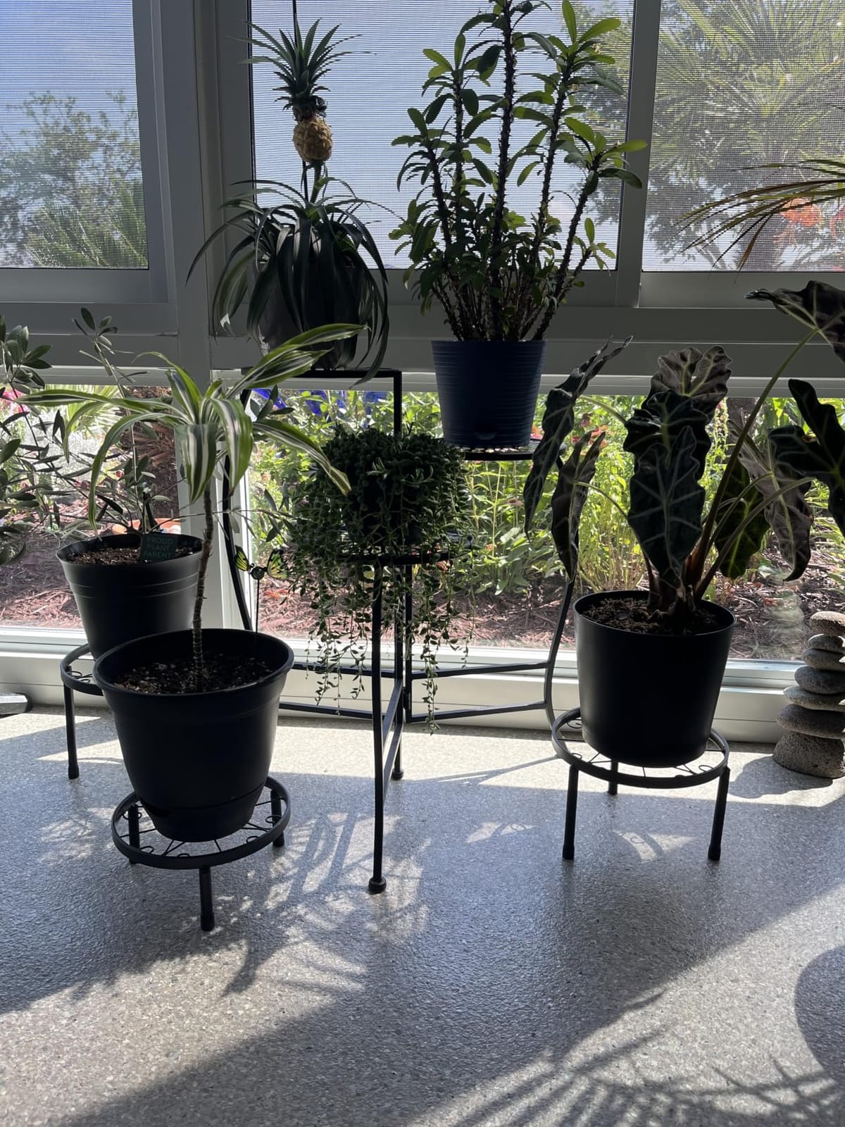 Linpla 5-Pack Decent Metal Plant Stand Indoor Outdoor Low Plant Shelf | for Multiple Plants, Heavy Duty Flower Pot Stands, Anti-Rust Iron Plant Pot Holder, Decoration Racks for Home (5 Pack Black) customer photo 2