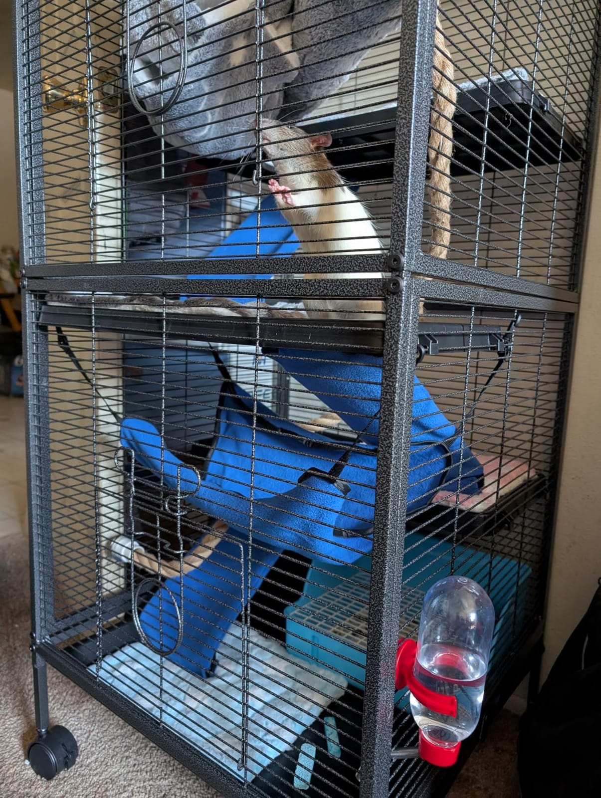 HABUTWAY 50''H Metal Small Animal Cages, Rolling Chinchilla Cage with Removable Ramps, Large Cage for Chinchillas/Guinea Pigs/Rabbit, Ferret Cages with Hammock & 5 Tiers, Black customer photo 1