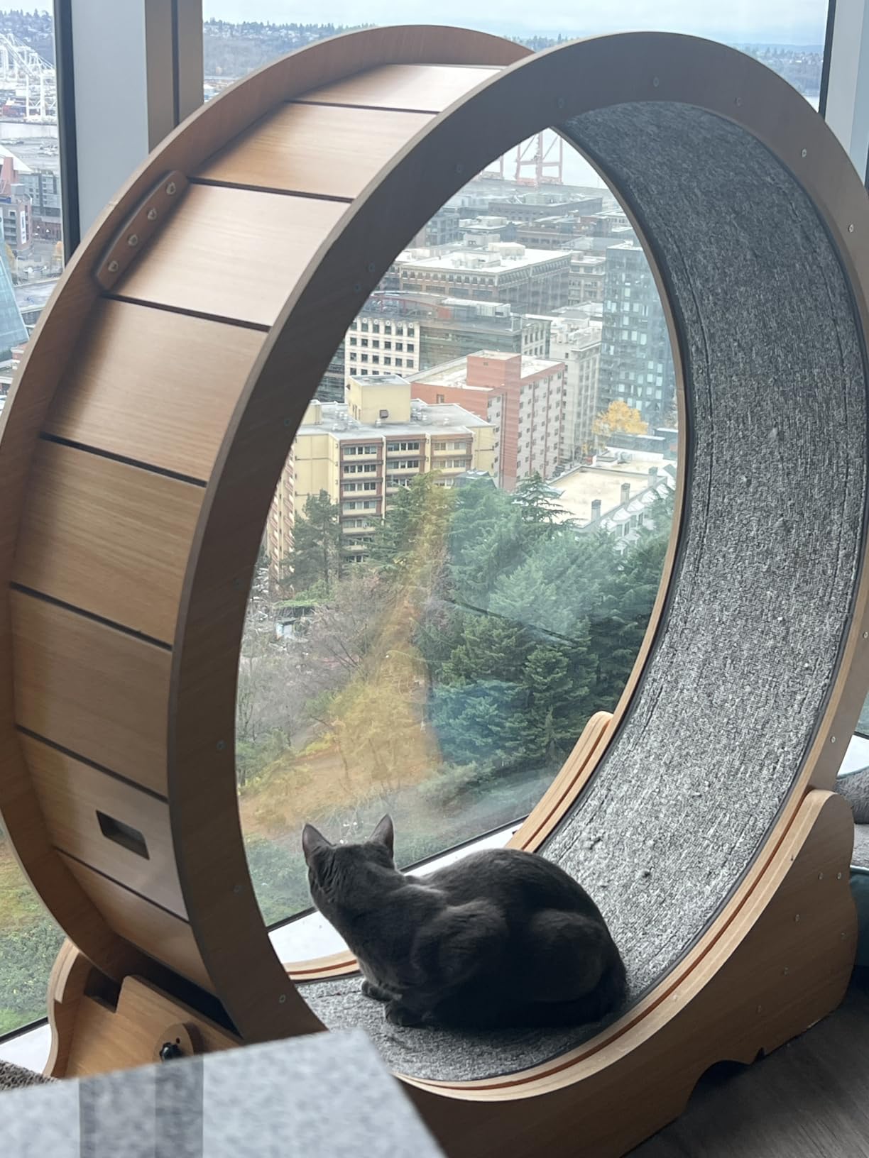 Cat Wheel, 46