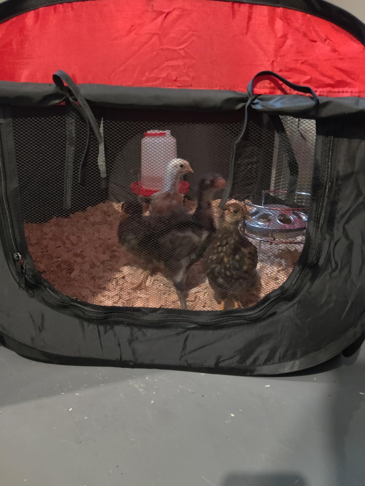 Tetuga Brooder Box for Chick Starter Kit with 10x 12