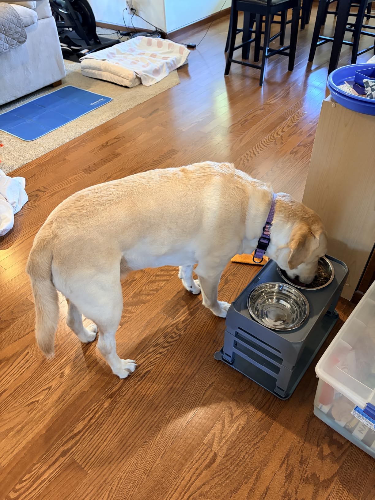 COMESOON Elevated Dog Bowls, 4 Height Adjustable Raised Bowl Stand with 2 Thick 50oz Stainless Steel Food Bowls Non-Slip Feeder Adjusts to 3.7'', 9.2'', 10.75'', 12.36'' Black customer photo 1