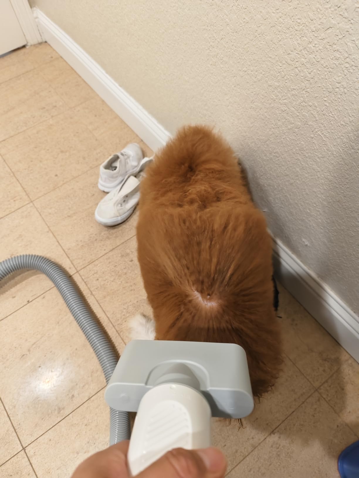 HomeRunPet Dog Dryer, Ultra Quiet High Velocity Pet Blow Dryer, 268 MPH customer photo 1