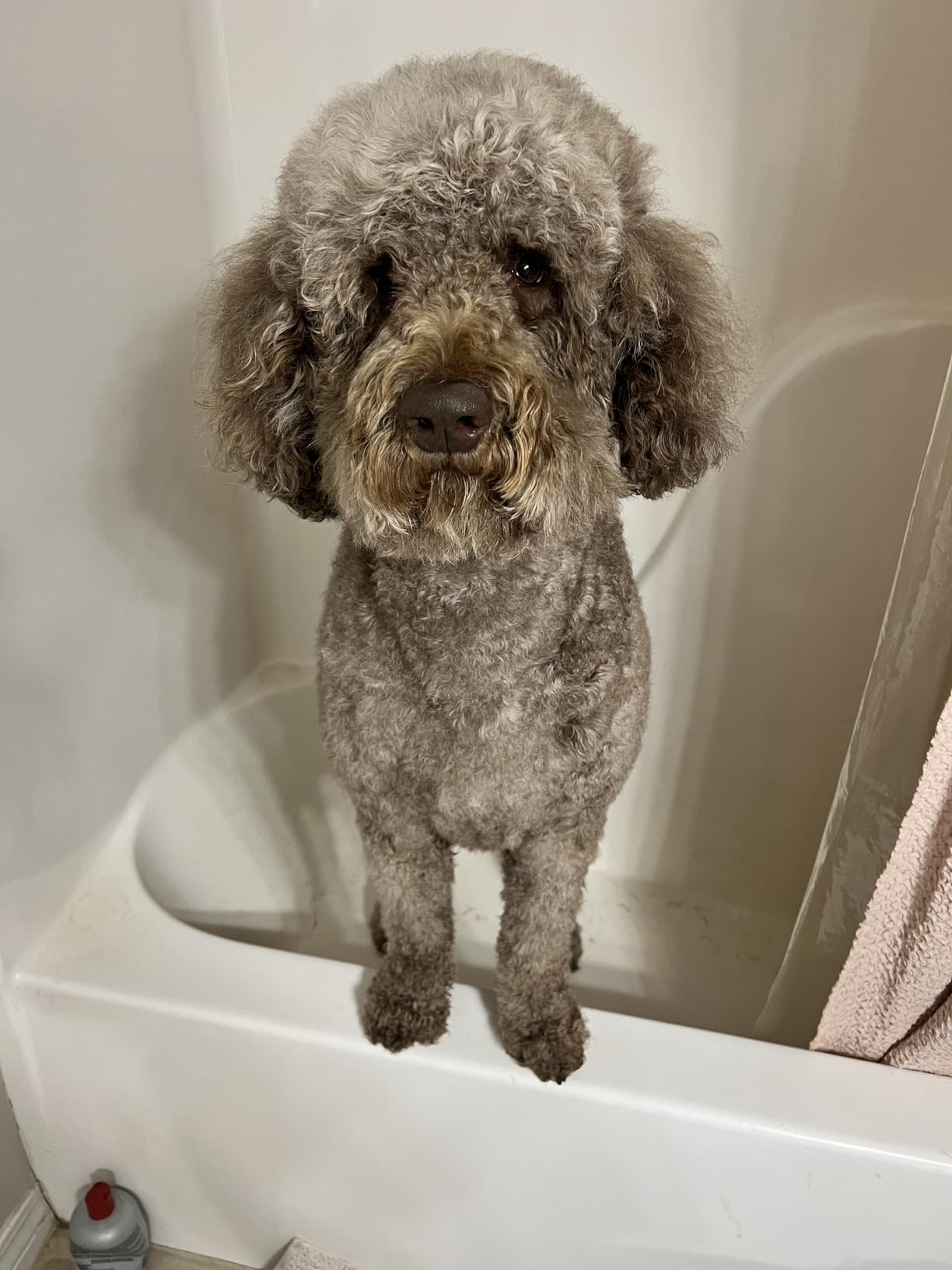 HomeRunPet Dog Dryer, Ultra Quiet High Velocity Pet Blow Dryer, 268 MPH customer photo 2
