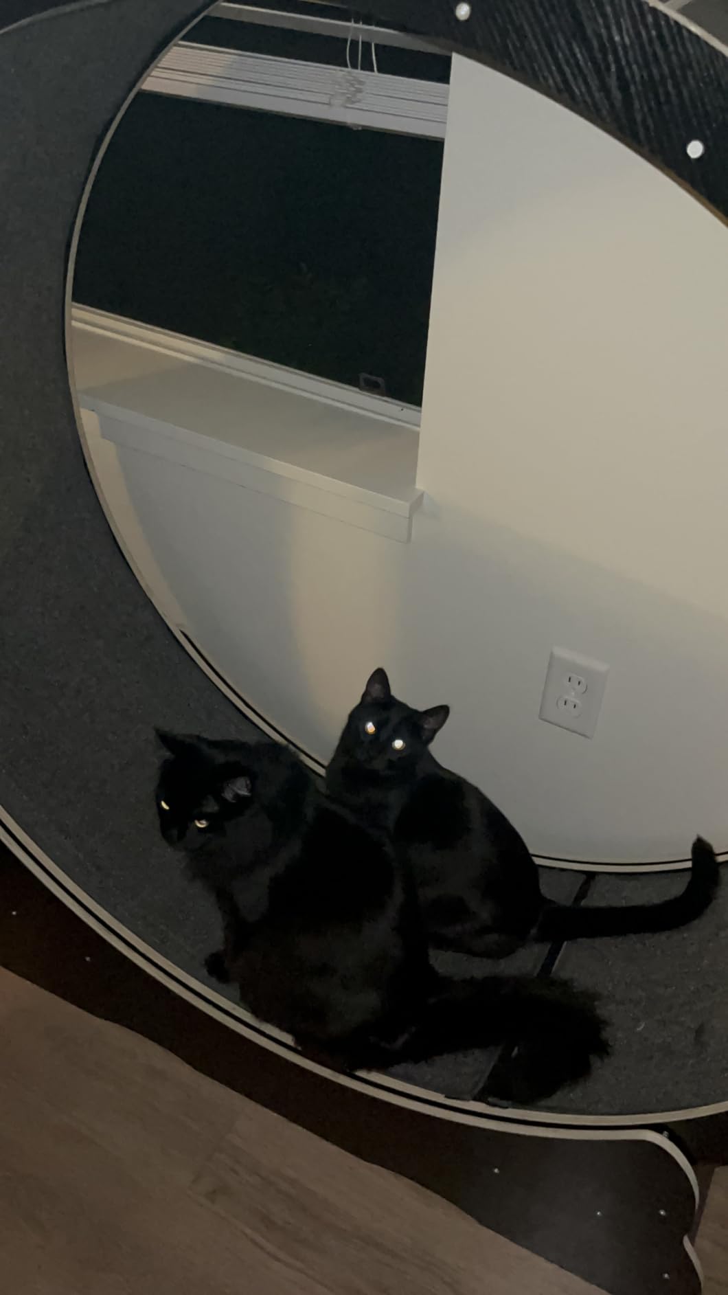 48'' XL Cat Wheel - Safe, Quiet & Stable Exercise Wheel for Large Indoor Cats up to 45 lbs - 15.7'' Extra-Wide Surface Fits 2 Cats Side by Side & Prevents Wobbling, 1-Year Warranty customer photo 1