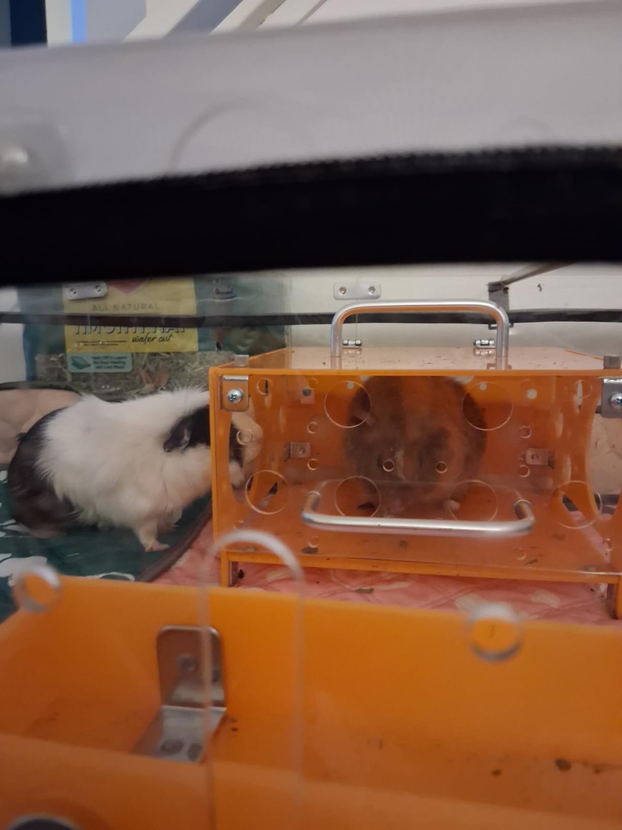 GuineaLoft Model-A Acrylic Guinea Pig Cage - Large 4x2ft Expandable C&C | Also Works for Small Roaming Animals Like Rabbits, Button Quails, and Hedgehogs customer photo 2