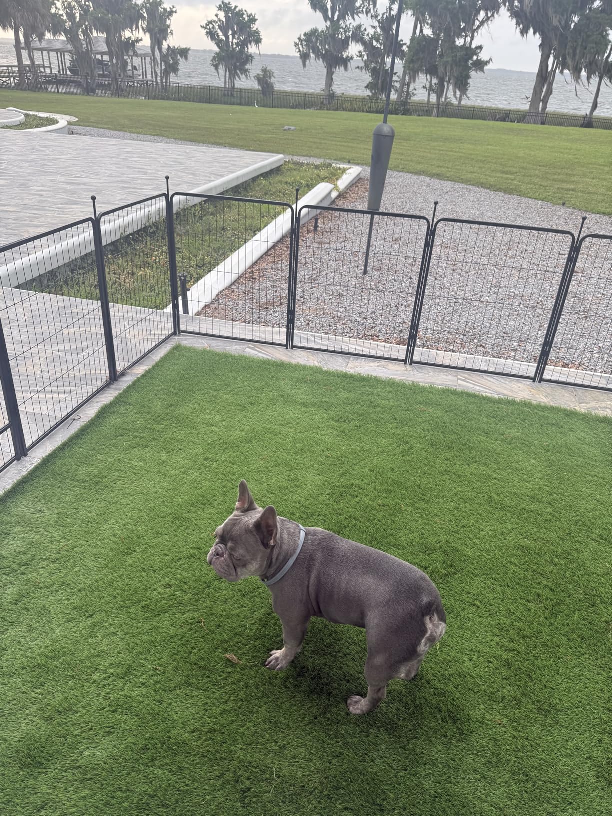 Petgrow Luxurious Artificial Grass 1.77 Inch Ultrathick Turf 7 X 15 Feet | SGS Report, Custom Size, With Drainage Holes Indoor Outdoor Dog Pee Fake Faux Grass, Garden Landscape Patio Synthetic Grass Rug customer photo 2