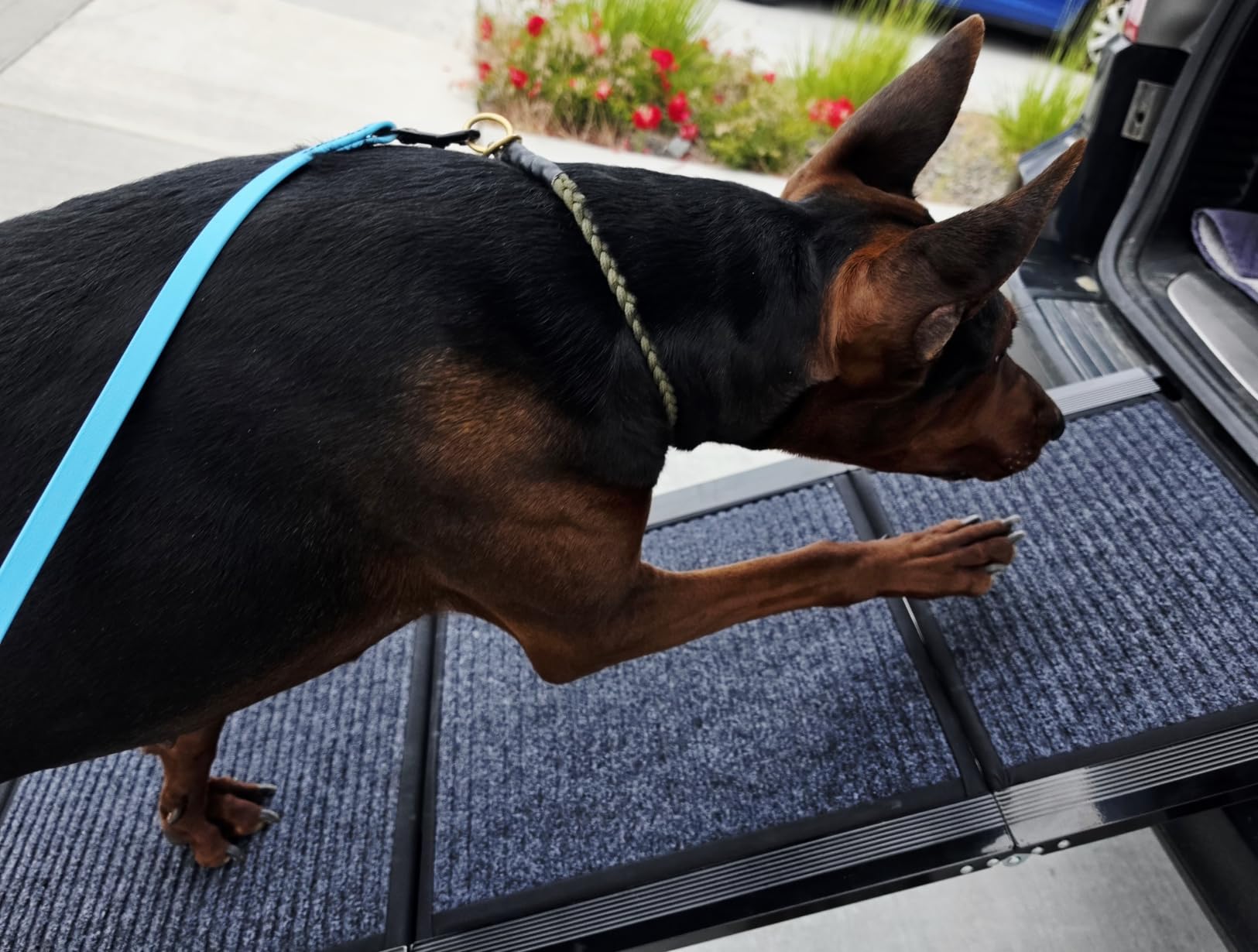 Dog Ramp for Car 63